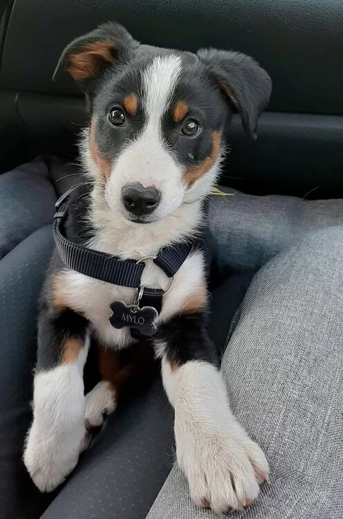 Red Dingo Stainless Steel Engraved Cat Tag Cat Face 4 Red Dingo Stainless Steel Engraved Cat Tag Cat Face - Image 2