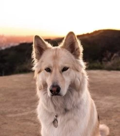 Red Dingo Diamante Engraved Cat Tag Fish 8 Red Dingo Diamante Engraved Cat Tag Fish -Pet Cat Supplies Store 08 CL ZZ