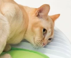 Catit Senses 2.0 Wellness Centre -Pet Cat Supplies Store 43153 catit senses wellness center with cat 03