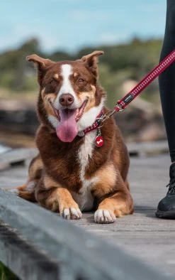 Red Dingo Stainless Steel Engraved Cat Tag Mouse Purple -Pet Cat Supplies Store Cassie Reflective Red Bones 14