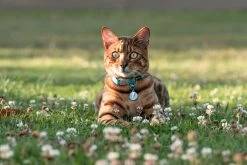 Red Dingo Stainless Steel Engraved Cat Tag Fish Black -Pet Cat Supplies Store Cat Collar Reflective Ziggy Turquoise 1