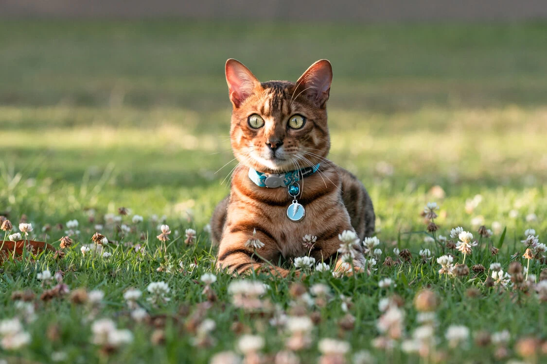 Red Dingo Stainless Steel Engraved Cat Tag Fish Purple 5 Red Dingo Stainless Steel Engraved Cat Tag Fish Purple - Image 3