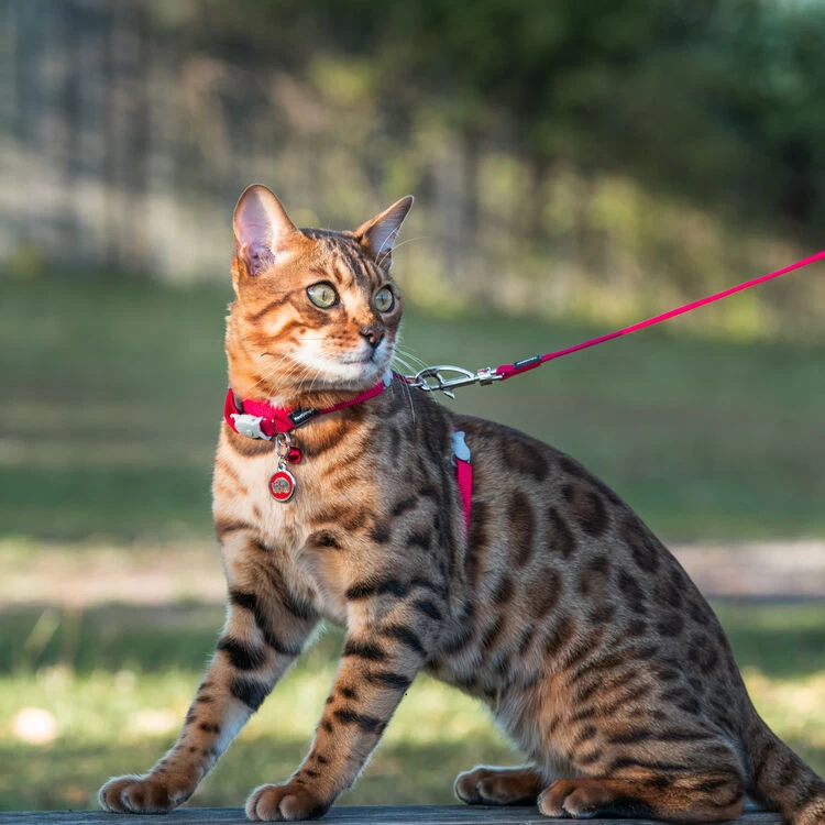 Red Dingo Stainless Steel Engraved Cat Tag Kitten Yellow 4 Red Dingo Stainless Steel Engraved Cat Tag Kitten Yellow - Image 3