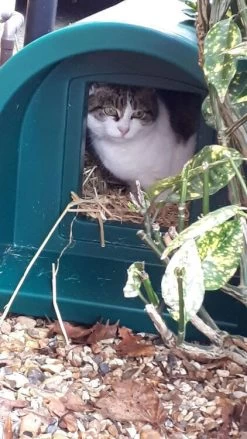 Mr Snugs Katden Outdoor Cat Kennel - Dark Green 23 Mr Snugs Katden Outdoor Cat Kennel - Dark Green -Pet Cat Supplies Store catden 1