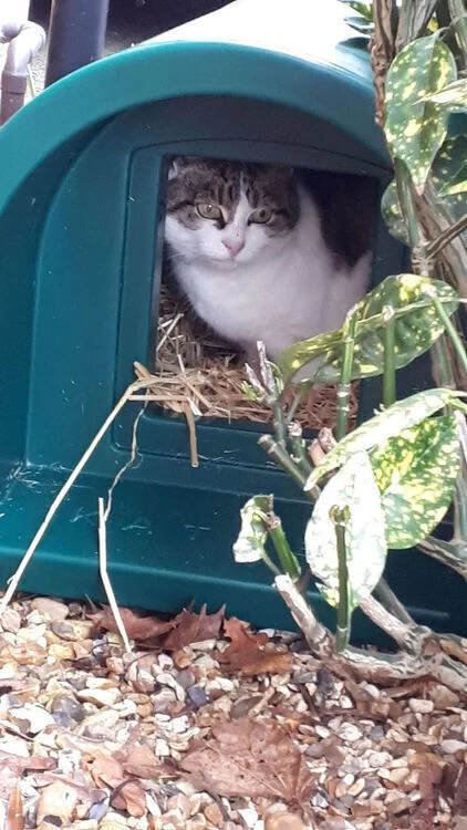 Mr Snugs Katden Outdoor Cat Kennel - Dark Green 12 Mr Snugs Katden Outdoor Cat Kennel - Dark Green - Image 10