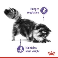 ROYAL CANIN® Appetite Control Care In Jelly Adult Wet Cat Food -Pet Cat Supplies Store dh40i3mr7jfuqsjgny3e