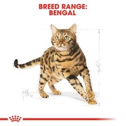 ROYAL CANIN® Bengal Adult Dry Cat Food -Pet Cat Supplies Store dod8n9xmdoaihu2qnuae