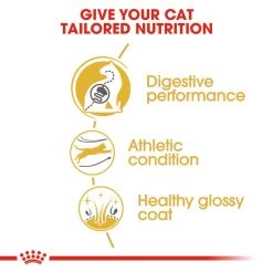 ROYAL CANIN® Bengal Adult Dry Cat Food -Pet Cat Supplies Store lngk7n5ecurrxxorgib7