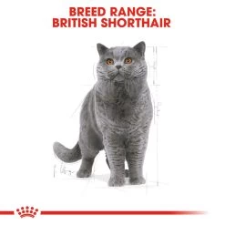 ROYAL CANIN® British Shorthair Adult Dry Cat Food 17 ROYAL CANIN® British Shorthair Adult Dry Cat Food -Pet Cat Supplies Store ug5hscevubwzsebfa4aw