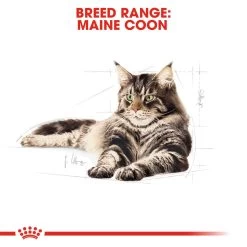 ROYAL CANIN® Maine Coon In Gravy Adult Wet Cat Food -Pet Cat Supplies Store vfjflharnlpmx57s6mfj